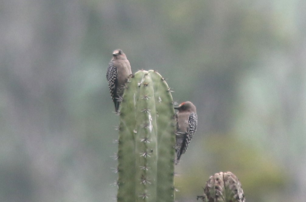 Gray-breasted Woodpecker - ML624190677