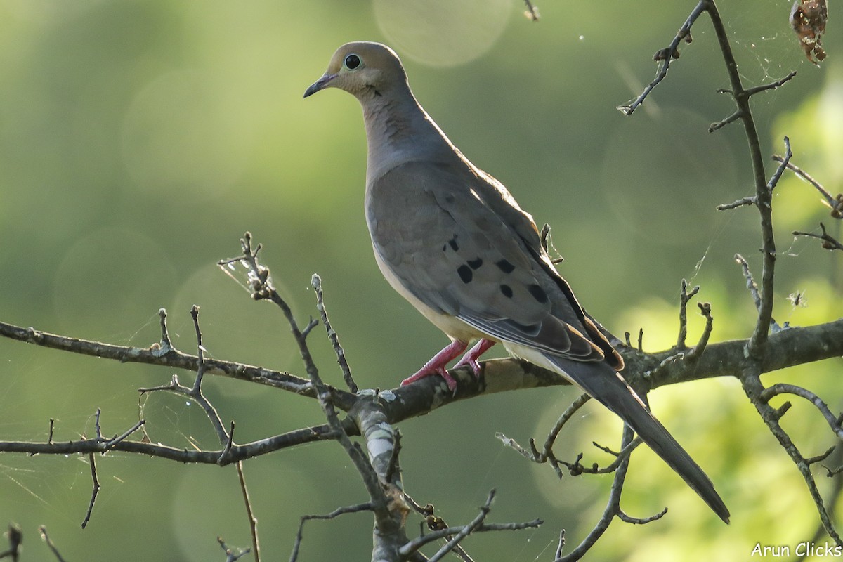 Mourning Dove - ML624190721