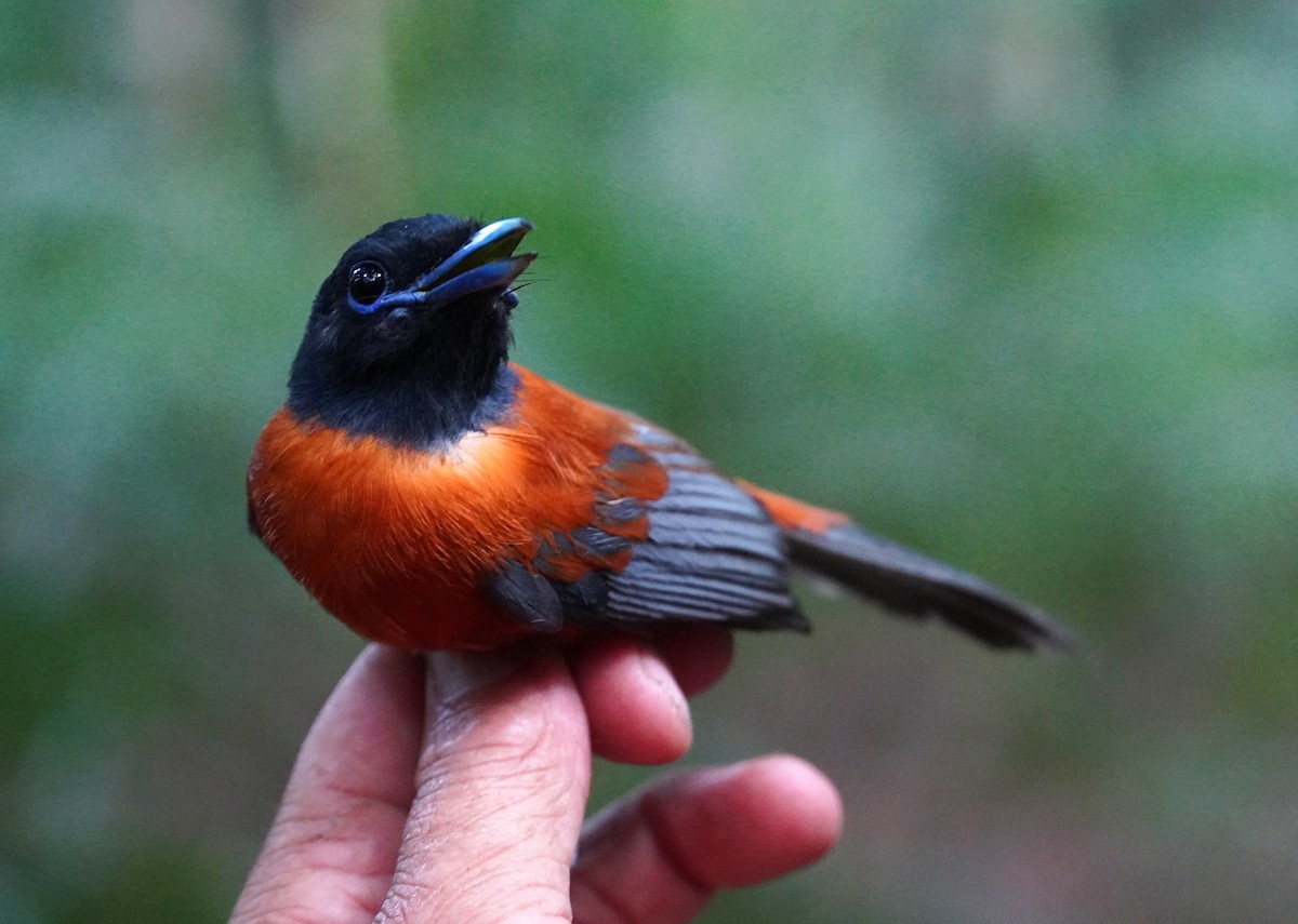 Black-headed Paradise-Flycatcher - ML624190736