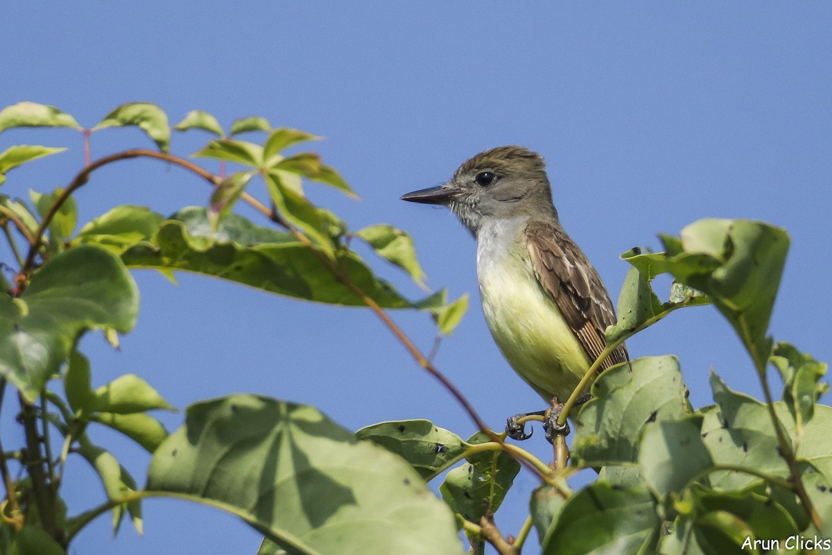 Great Crested Flycatcher - ML624190743