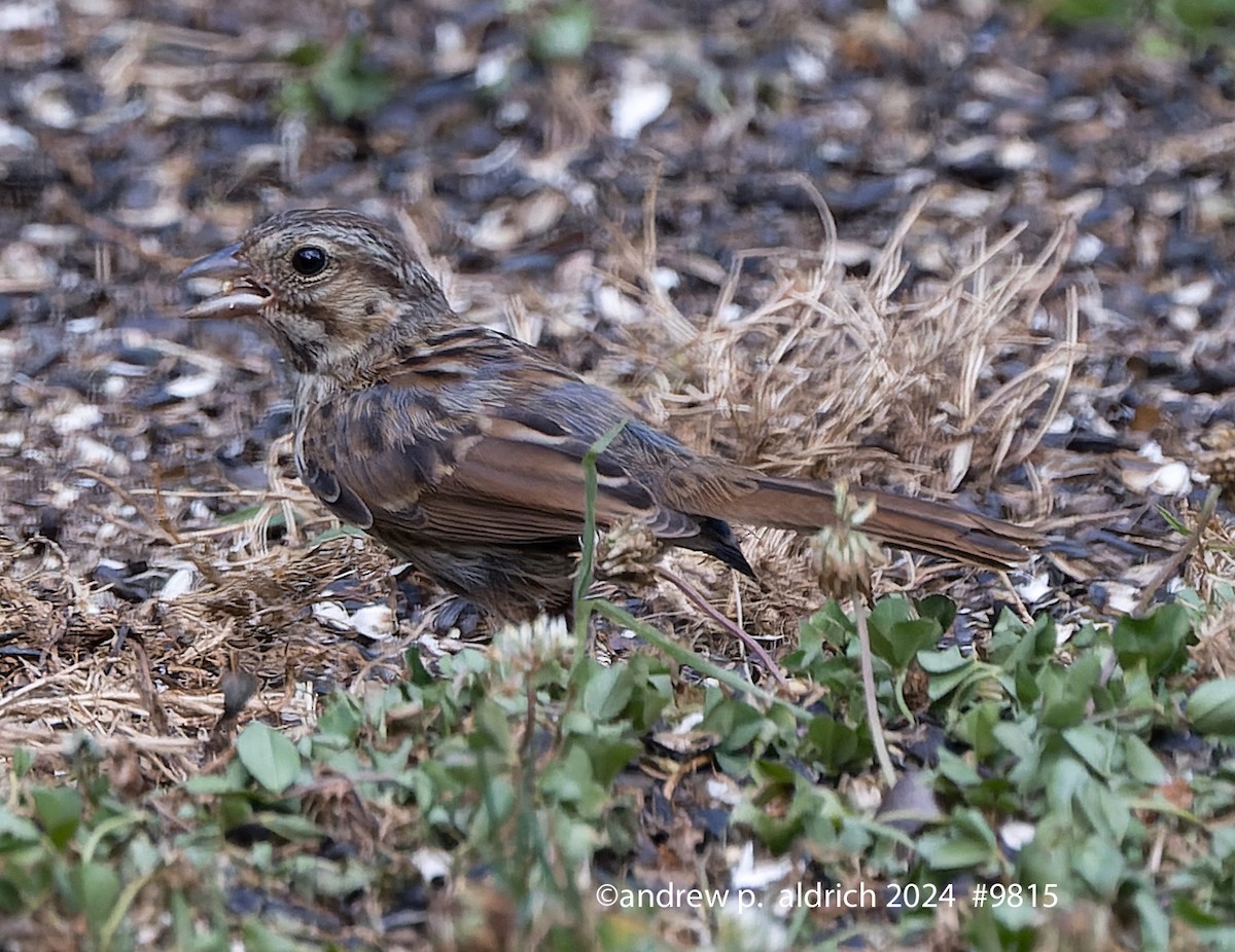 Song Sparrow - ML624190759