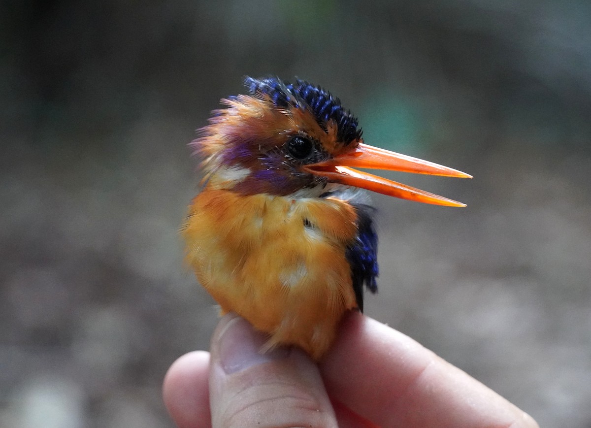 African Pygmy Kingfisher - ML624190822