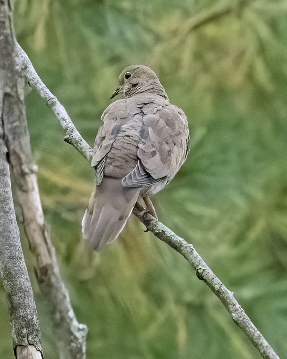 Mourning Dove - ML624190835