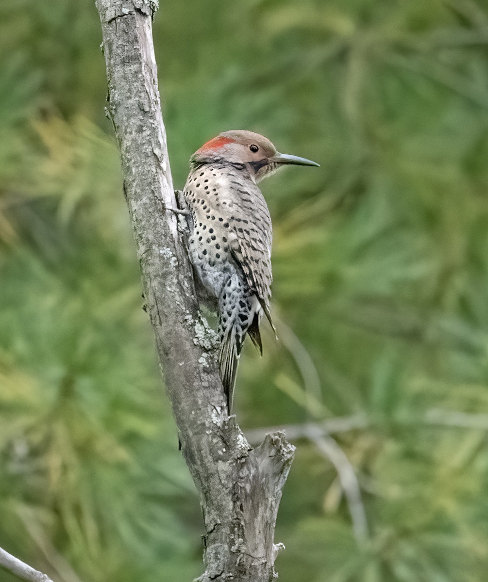 Northern Flicker - Cynthia Crawford