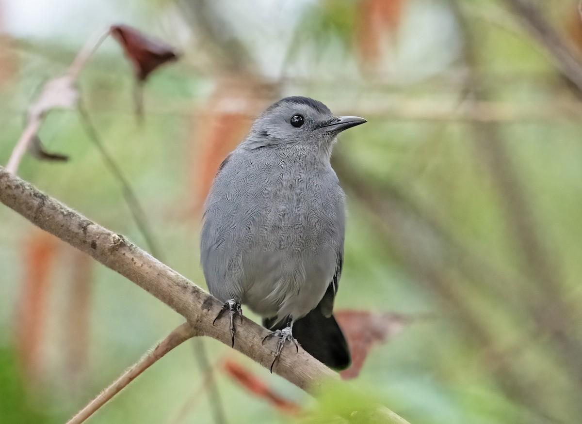 Gray Catbird - ML624190852