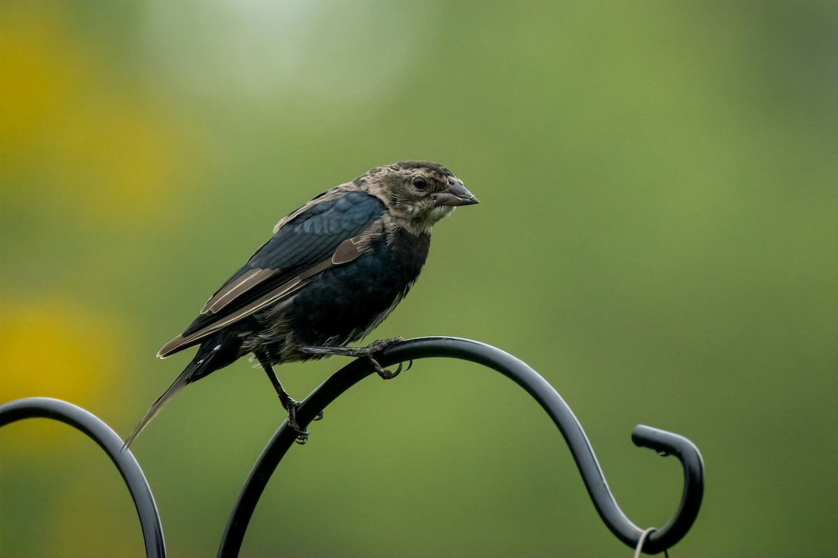 Brown-headed Cowbird - ML624190856