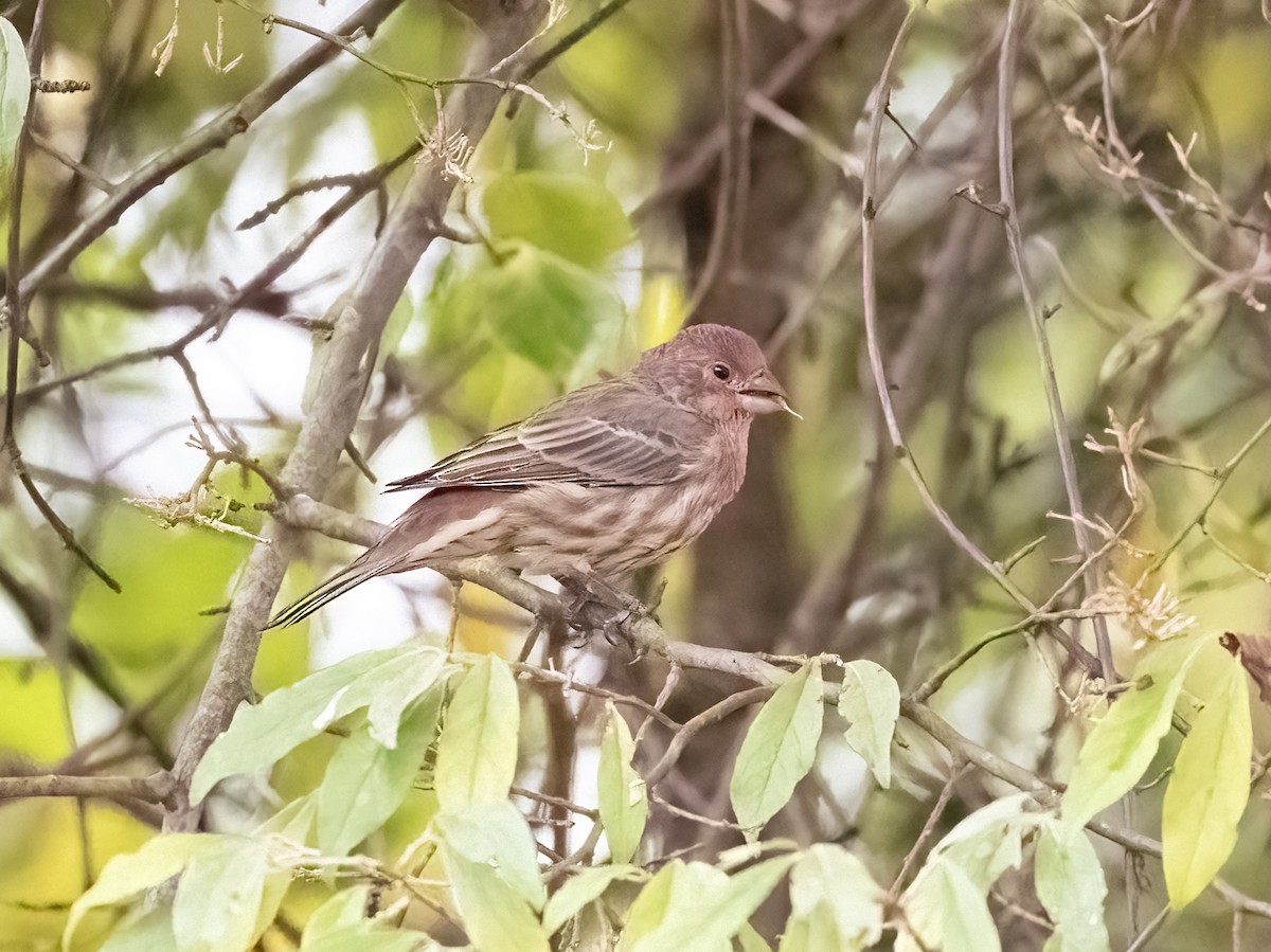 House Finch - ML624190864