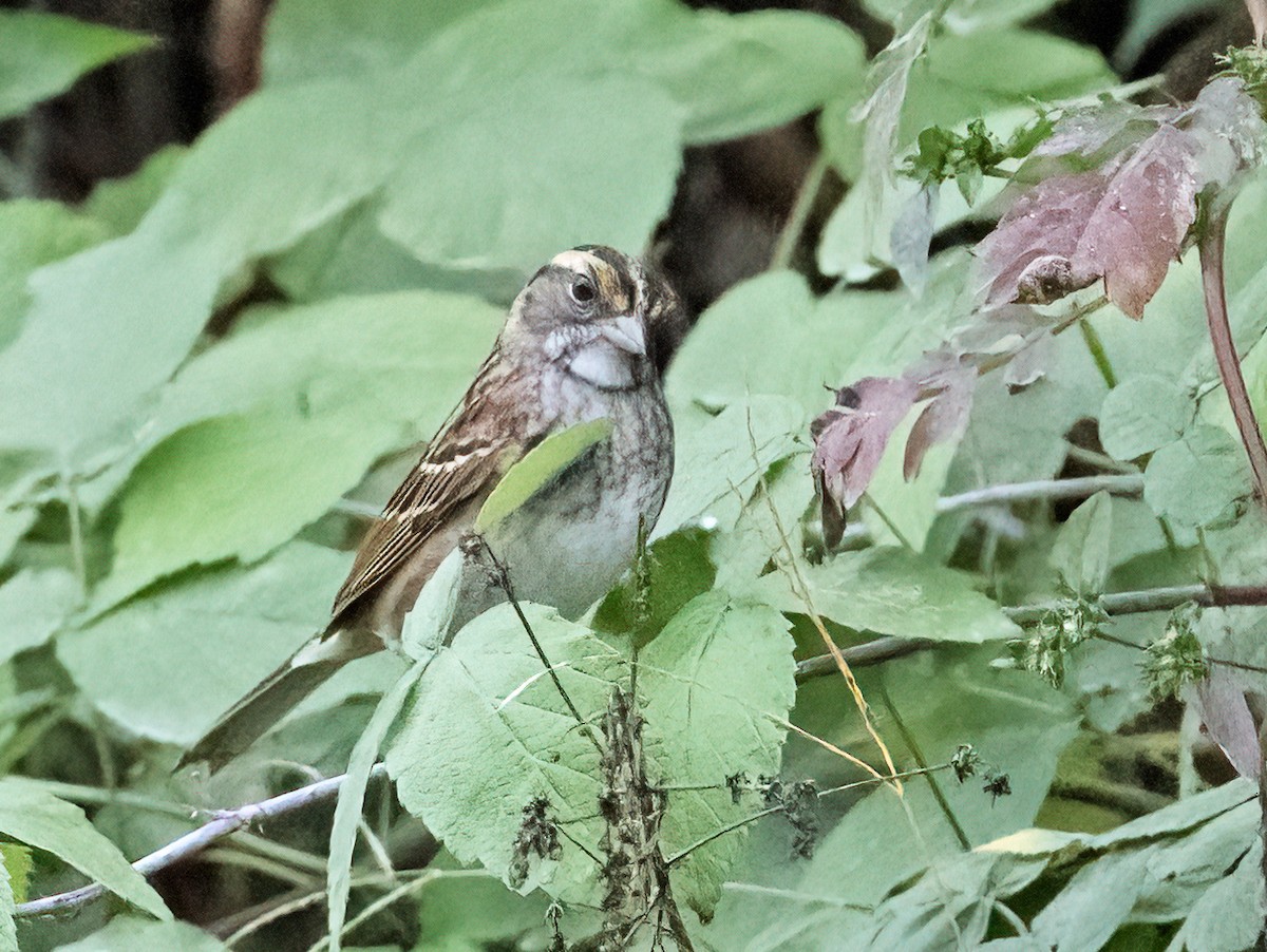 White-throated Sparrow - ML624190872