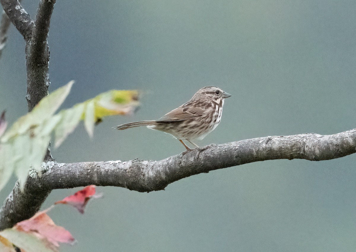 Song Sparrow - ML624190882