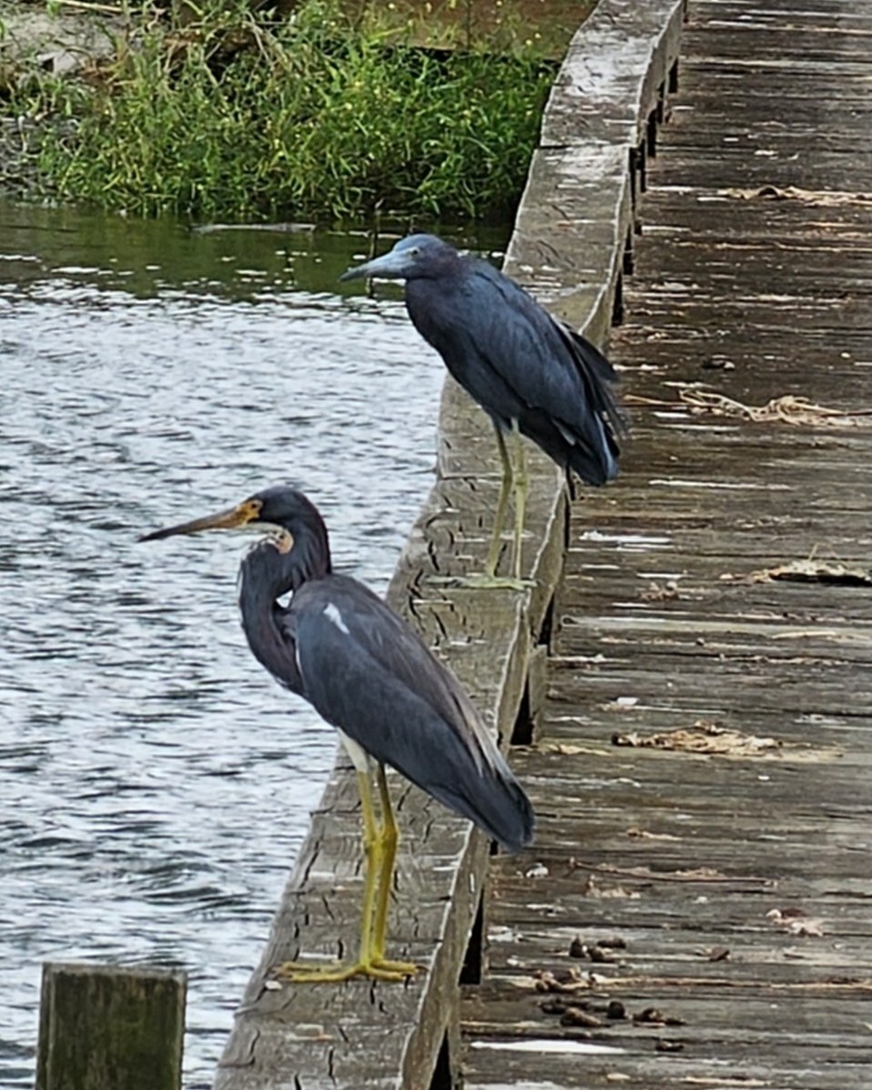 Tricolored Heron - ML624190888