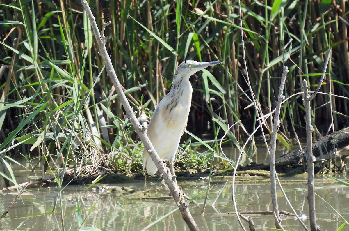 Squacco Heron - ML624190898