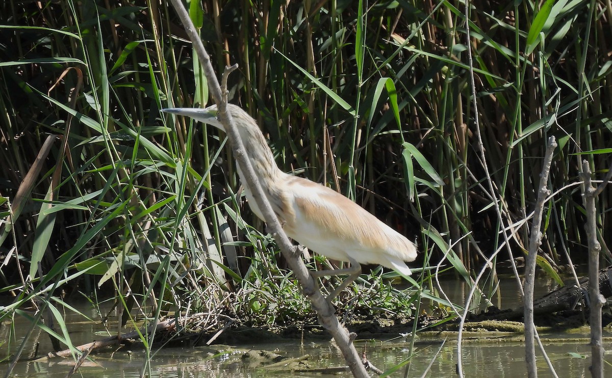 Squacco Heron - ML624190899