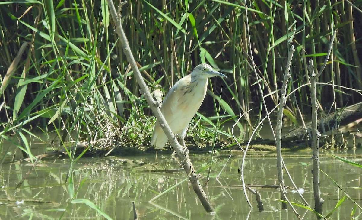 Squacco Heron - Sharon Lynn