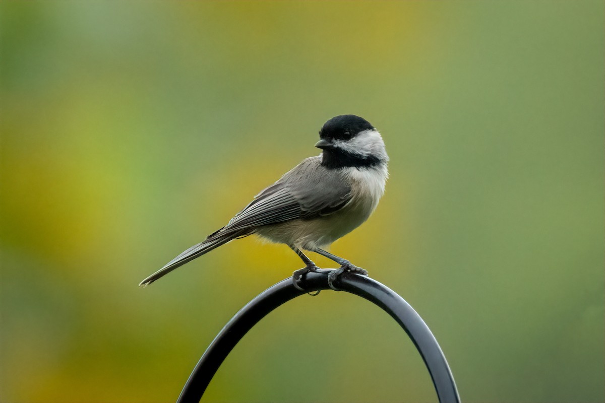 Carolina Chickadee - ML624190917