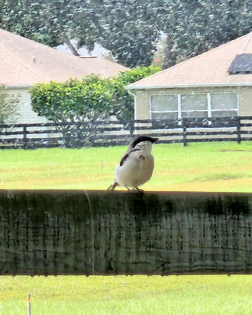 Loggerhead Shrike - ML624190920