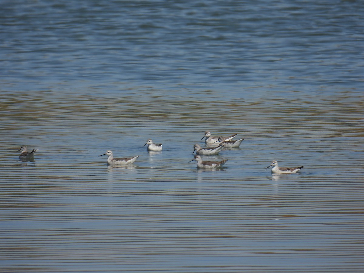 Wilson's Phalarope - ML624190938