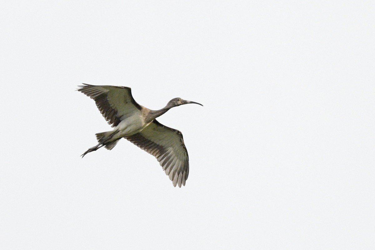 White Ibis - ML624190958