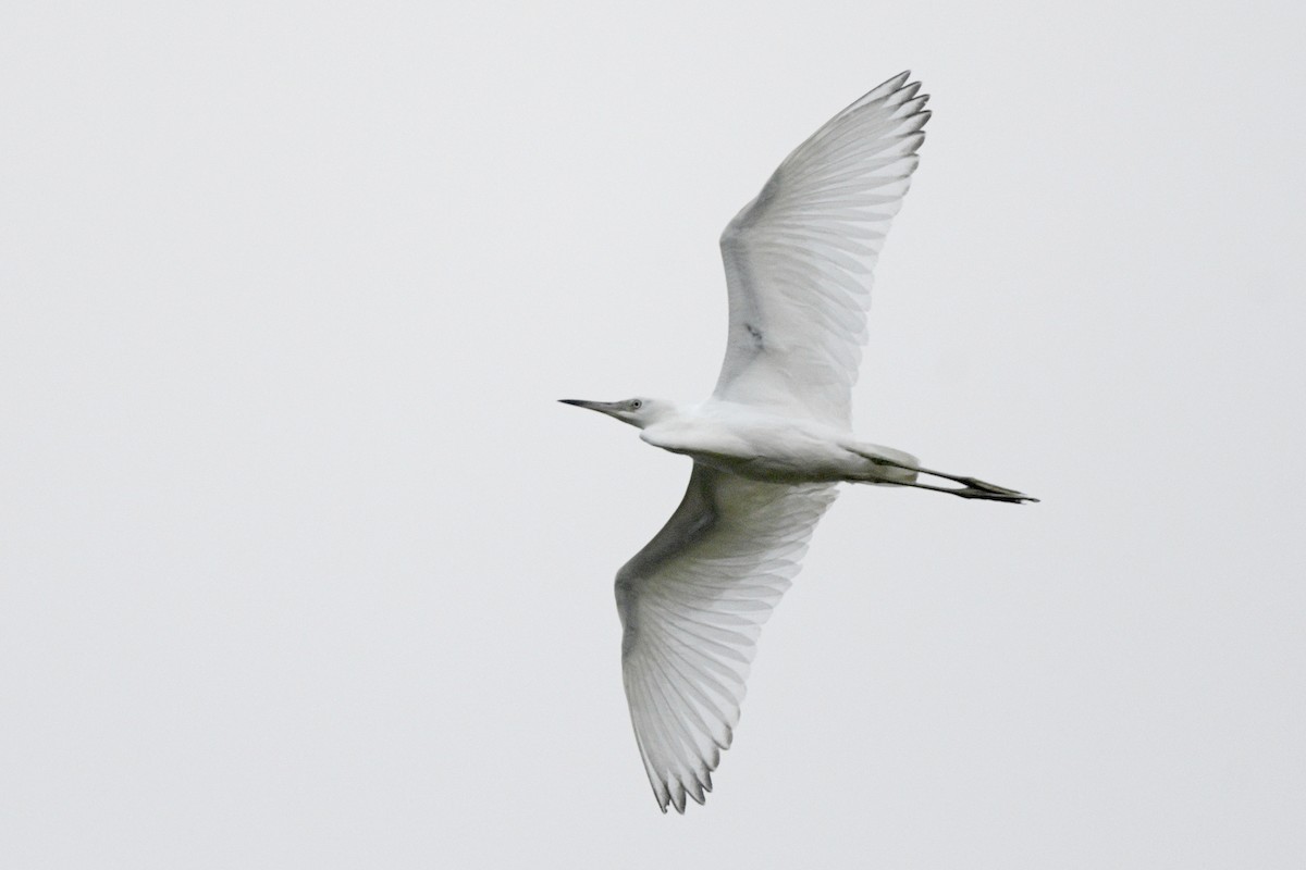 Little Blue Heron - ML624190963