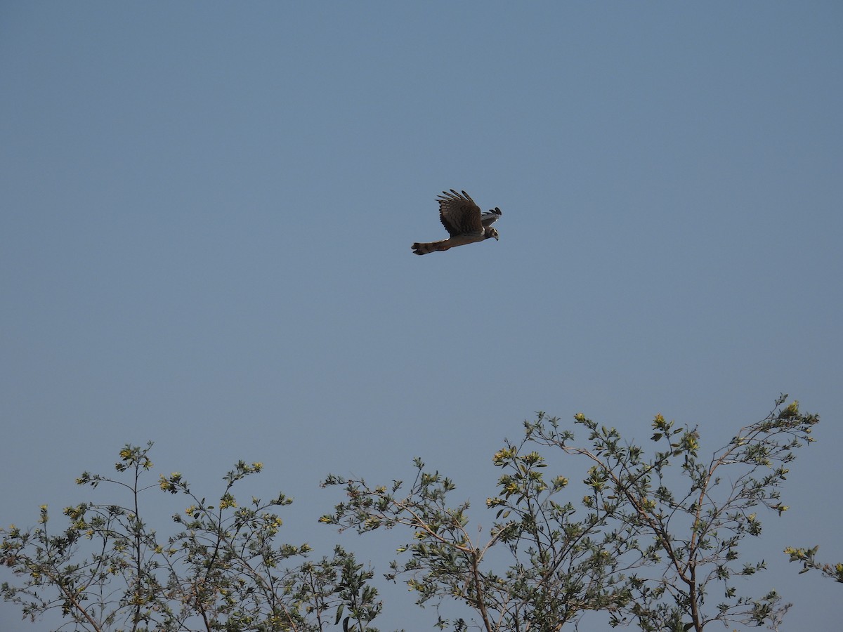 Long-winged Harrier - ML624190971