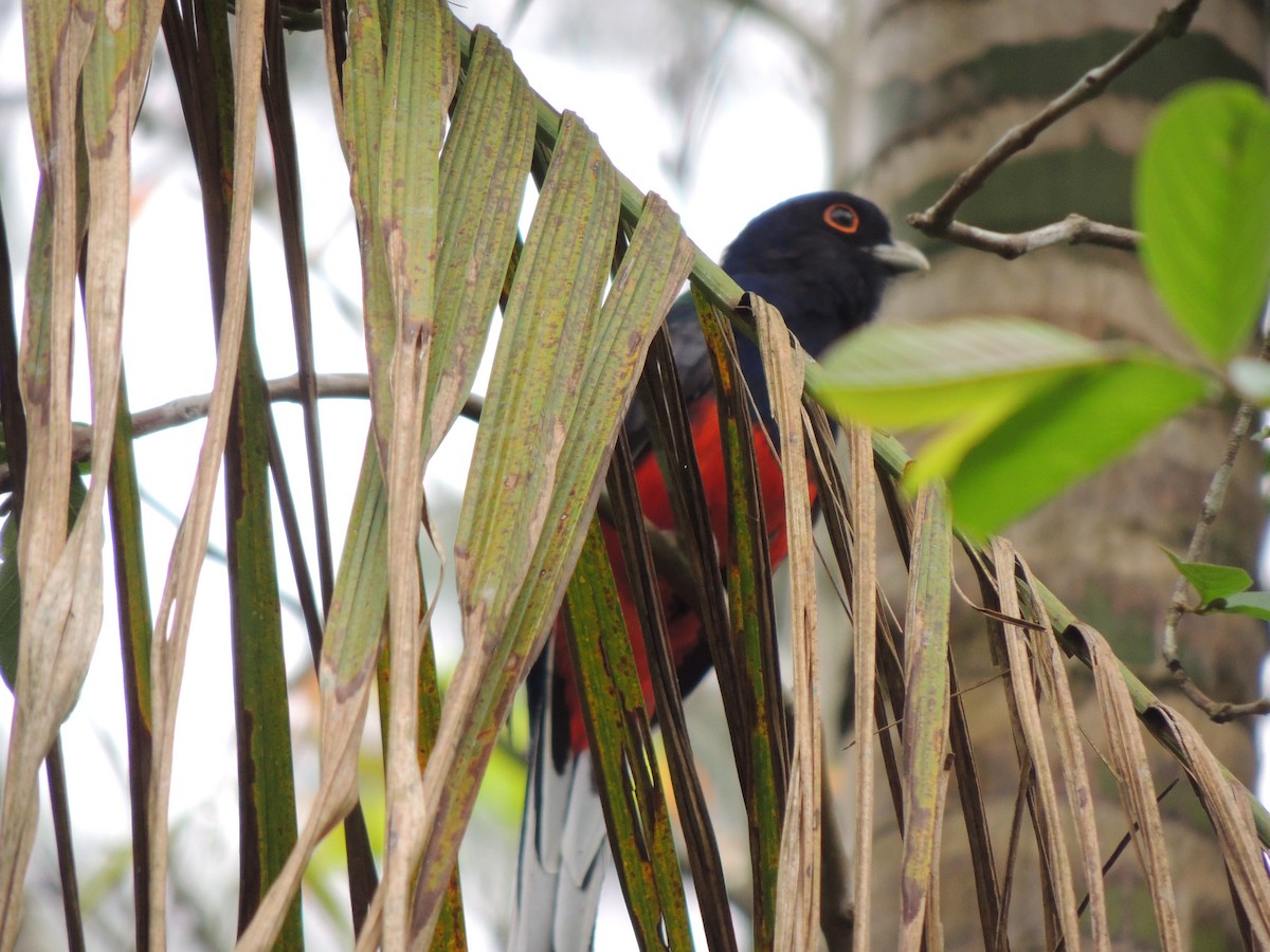 Surucua Trogon - ML624190979