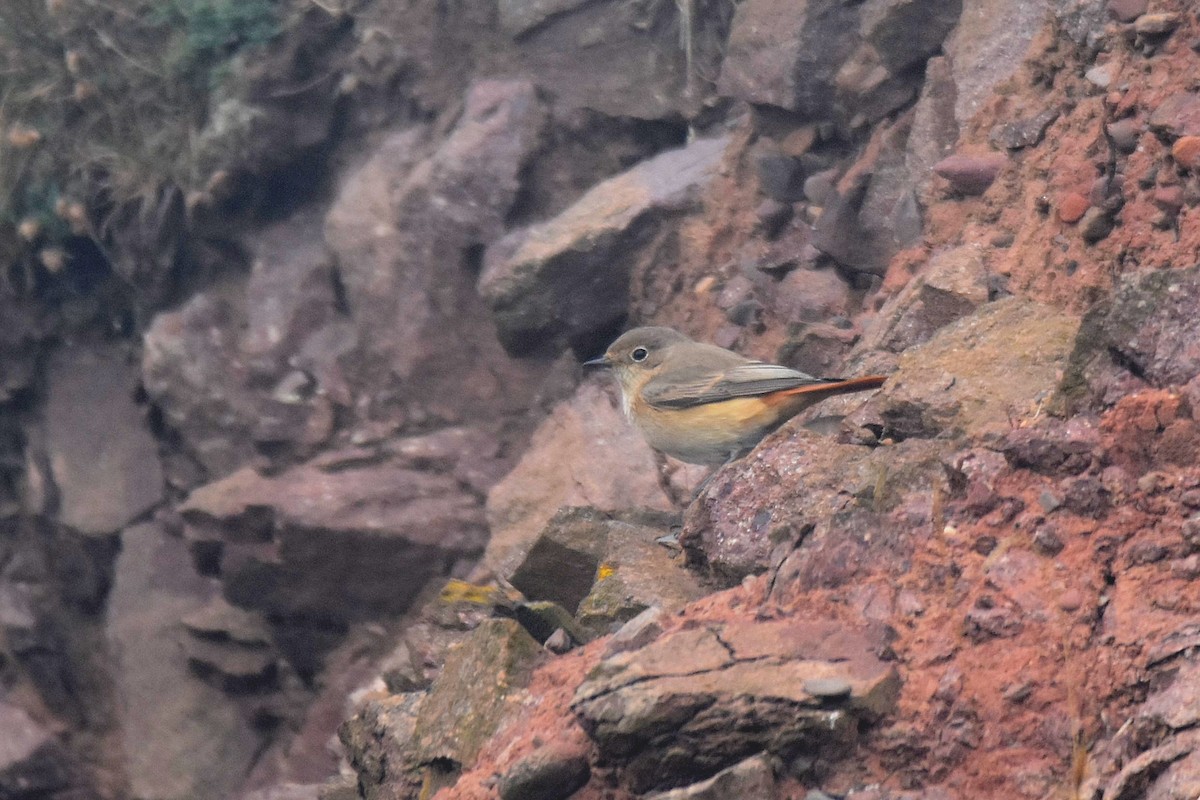 Common Redstart - Lukasz Pulawski