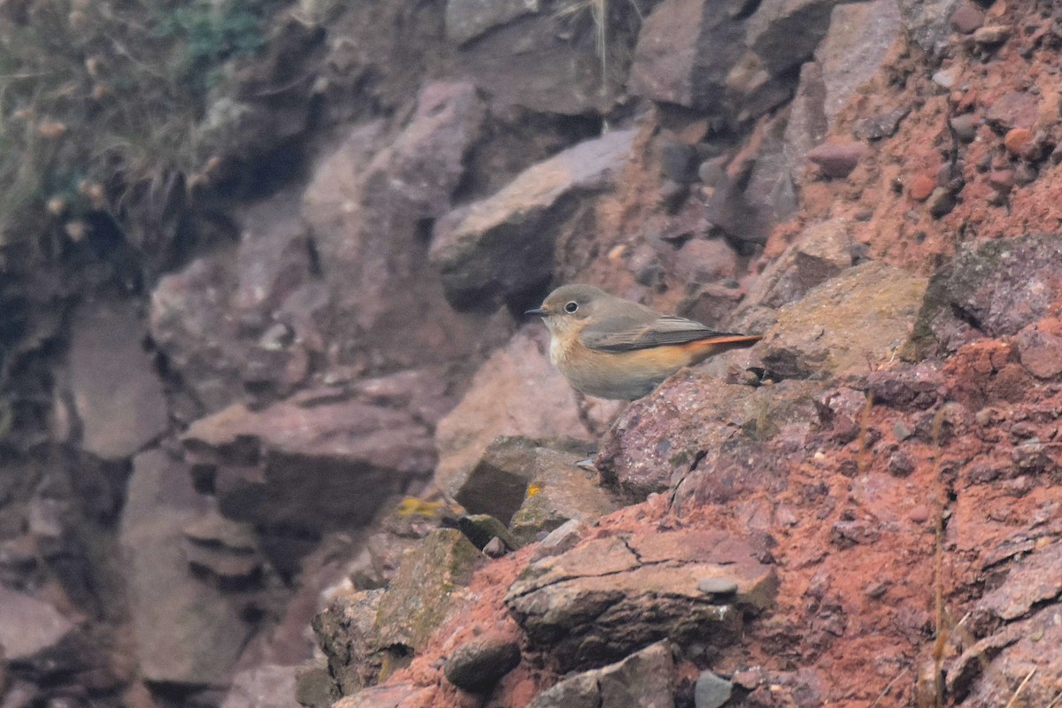 Common Redstart - ML624190982