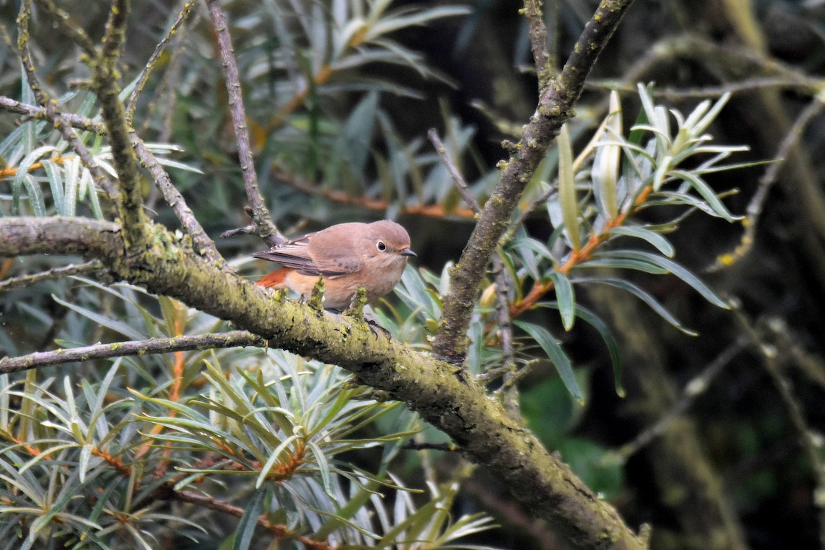 Common Redstart - ML624190983