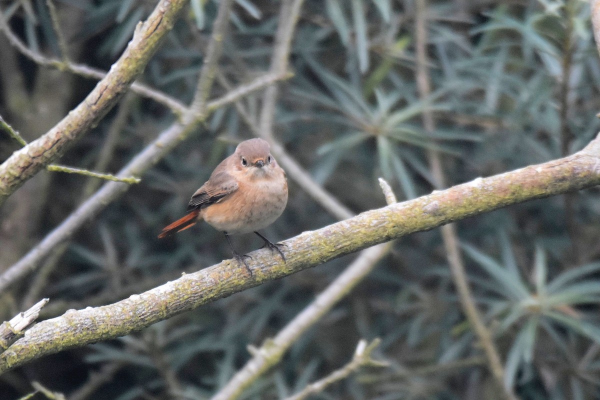 Common Redstart - ML624190986