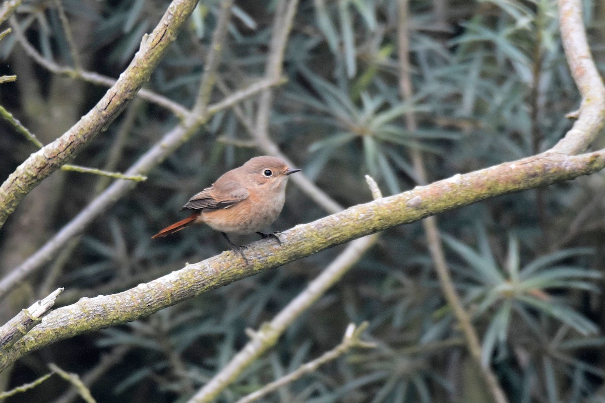 Common Redstart - ML624190987