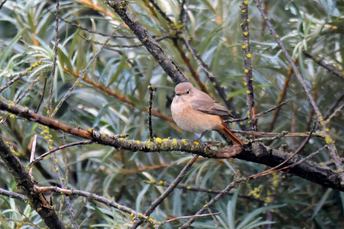 Common Redstart - ML624190988