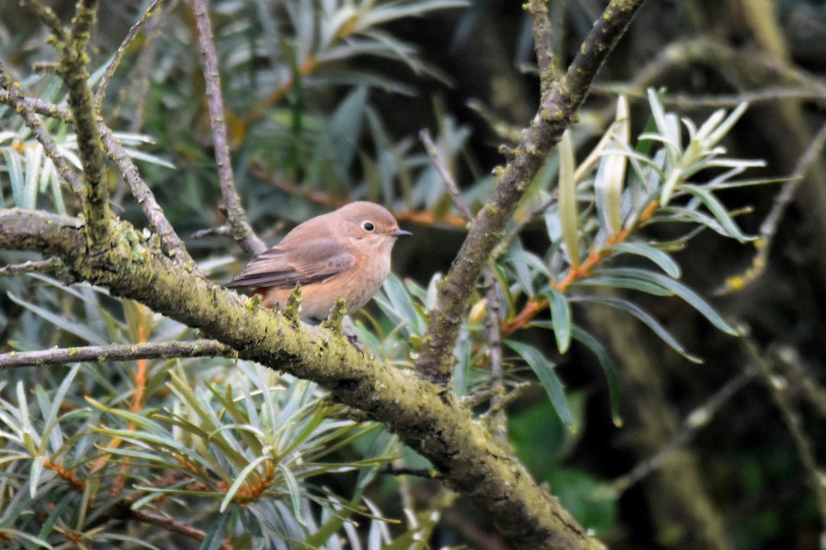 Common Redstart - ML624190989