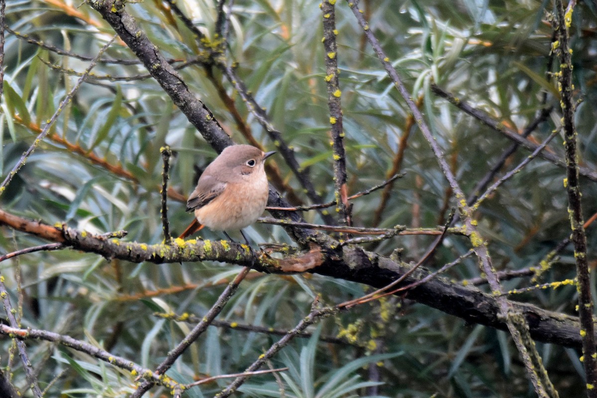 Common Redstart - Lukasz Pulawski