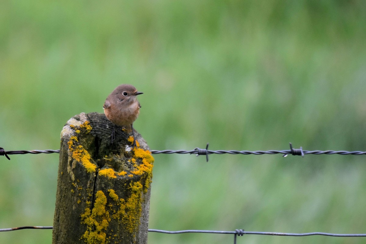 Common Redstart - ML624190991