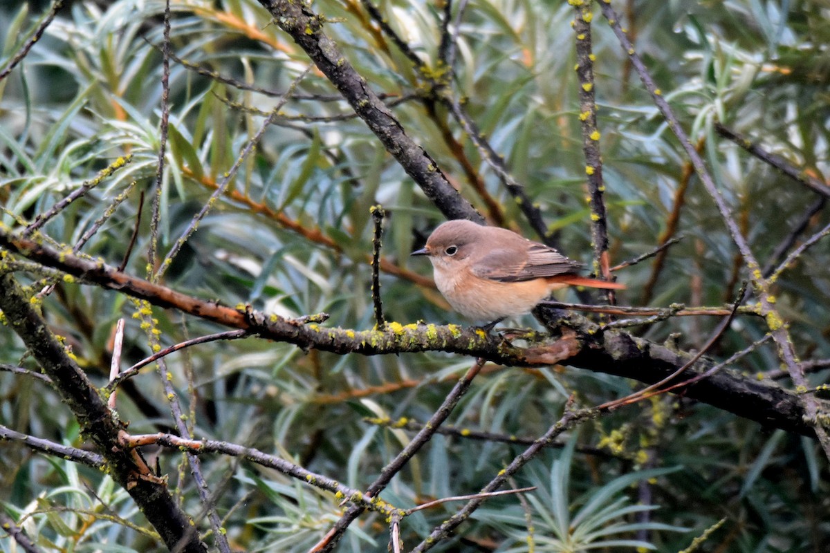 Common Redstart - Lukasz Pulawski