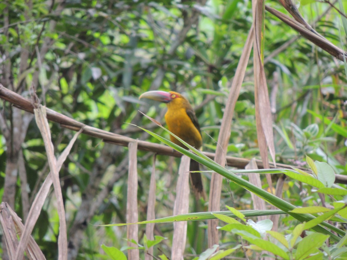 Saffron Toucanet - ML624190995