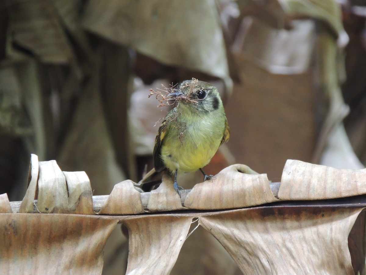 Sepia-capped Flycatcher - ML624191000