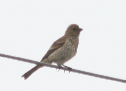 House Finch - ML624191008