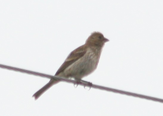 House Finch - ML624191009