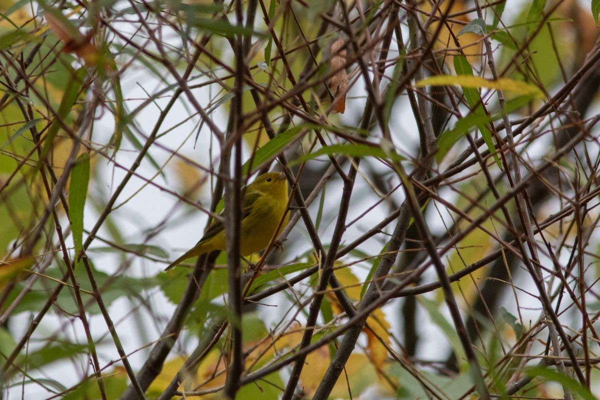 Yellow Warbler - Sam Stuart