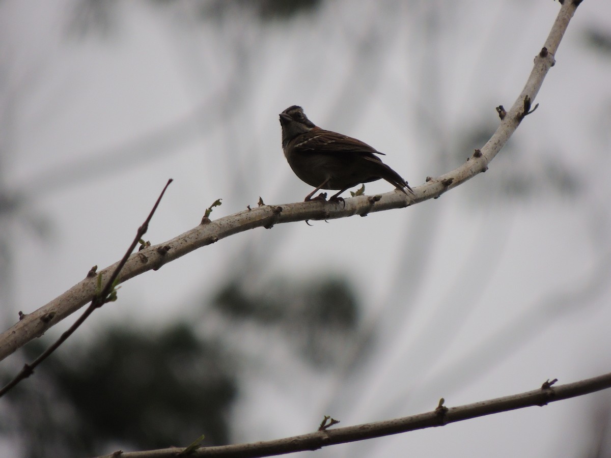 Rufous-collared Sparrow - ML624191032