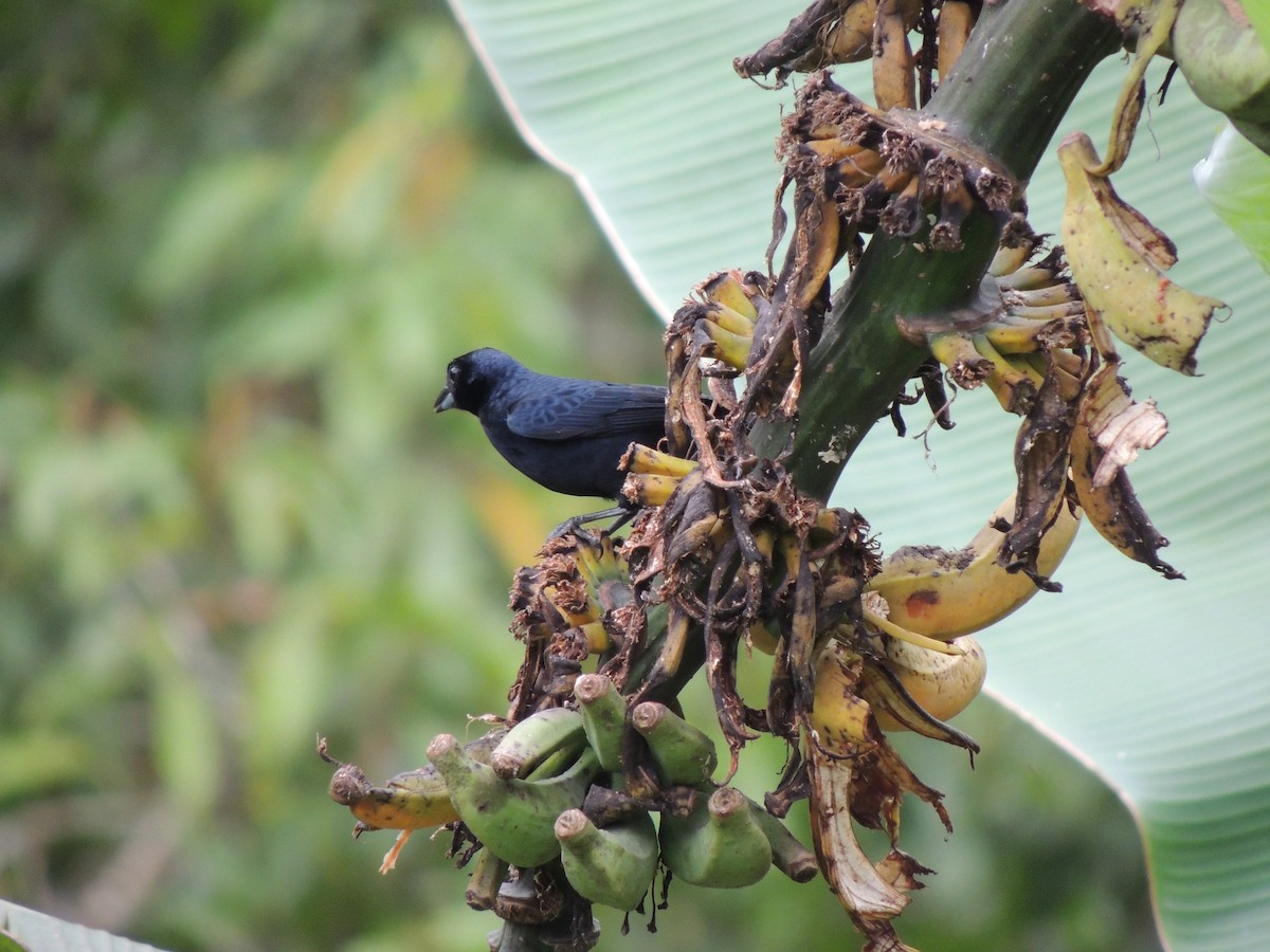 Ruby-crowned Tanager - ML624191037