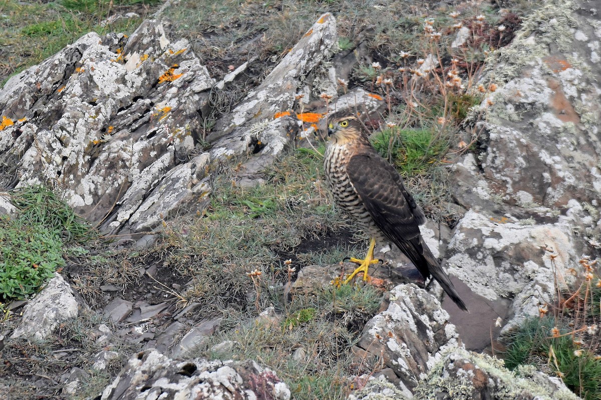 Eurasian Sparrowhawk - ML624191046