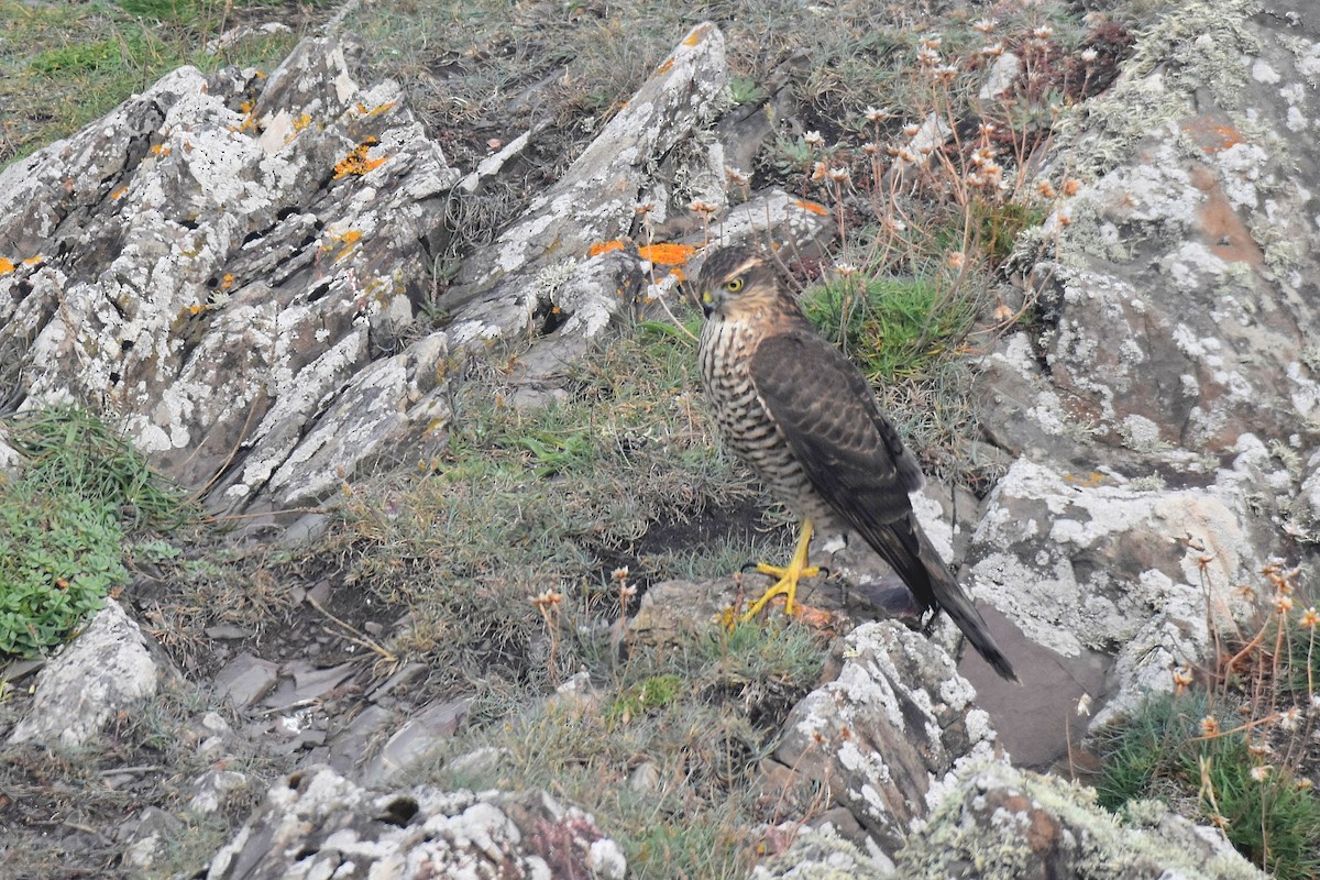 Eurasian Sparrowhawk - ML624191047