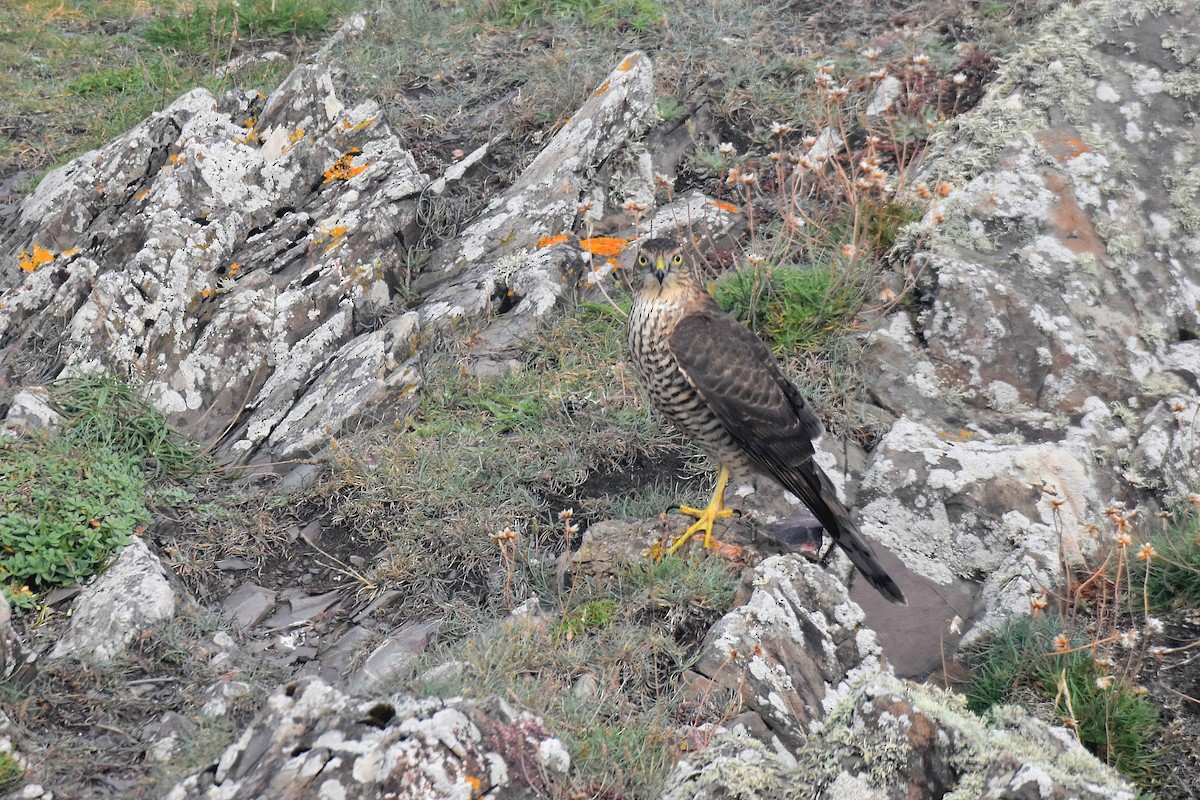 Eurasian Sparrowhawk - ML624191048