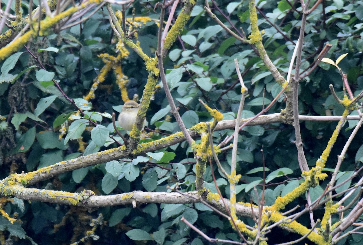 Greenish Warbler - Lukasz Pulawski