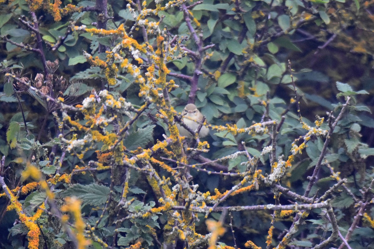 Greenish Warbler - Lukasz Pulawski