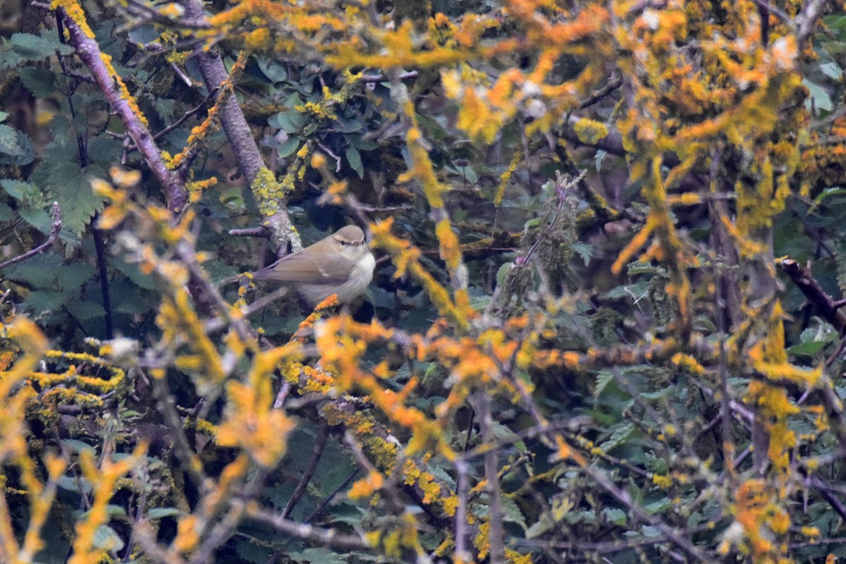 Greenish Warbler - Lukasz Pulawski