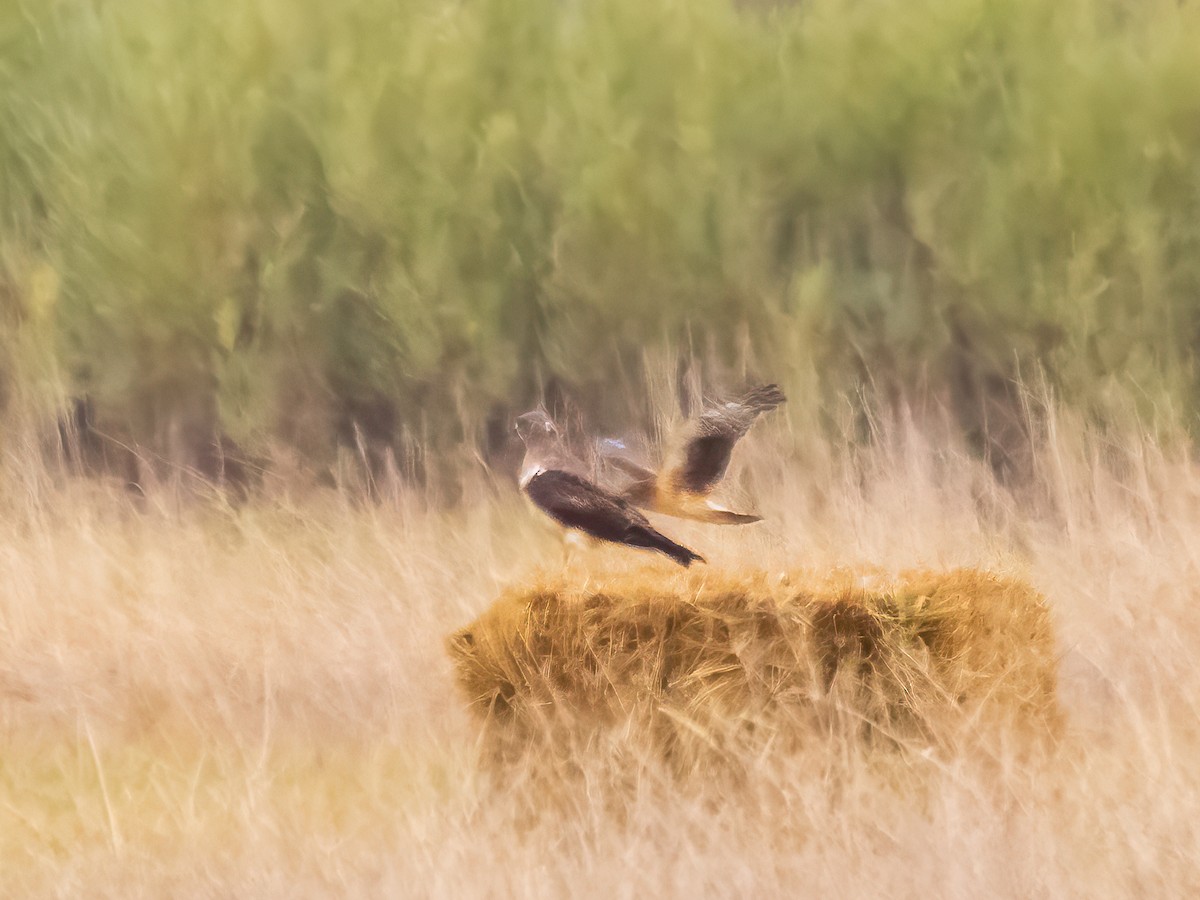 American Goshawk - ML624191096