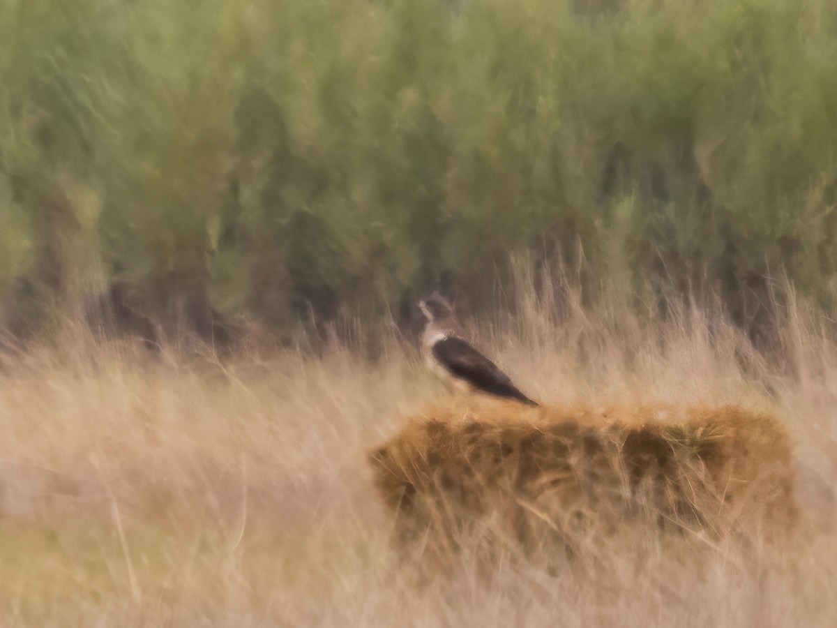 American Goshawk - ML624191097