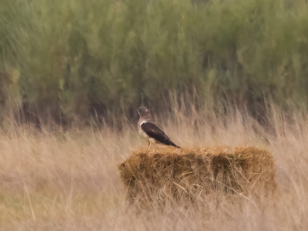 American Goshawk - ML624191098